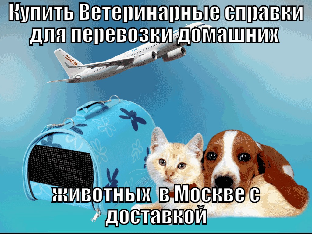 Купить Ветеринарные справки для перевозки домашних животных в Москве с доставкой Ветеринарная Справка форма 1 для перевозки животных в Москве